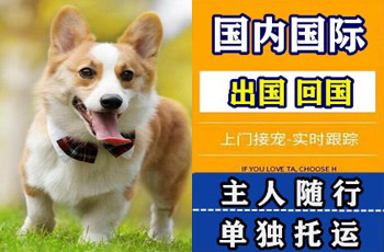 南开区宠物托运公司南开区宠物托运公司南开区宠物托运公司